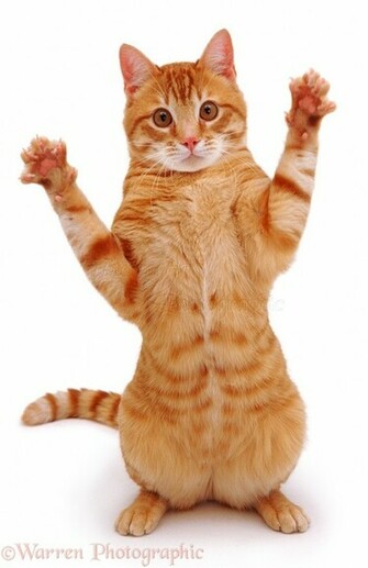 Grasping Ginger Cat White Background Jpg