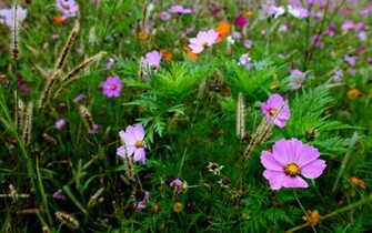 Wildflowers Flower Grass Green