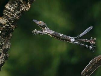 Desktop Background Animal Life All Animals Gecko Exotic