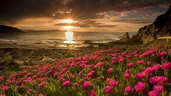 Wallpaper Field Flowers Water Beach 4k Ultra HD