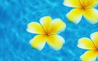 Plumeria Wallpaper Wallpaperin4k Net