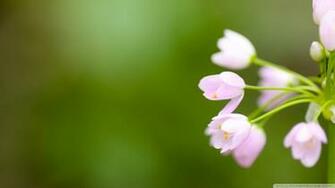 Tiny Pink Flowers Wallpaper