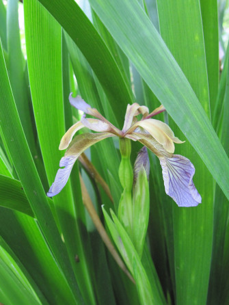 Iris Flower Wallpaper
