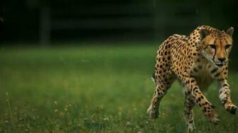 Grass Running Cheetahs Wallpaper