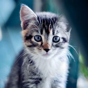 Cute Kitten iPad Air Wallpaper iPhone