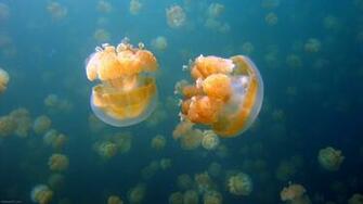 Cache Je Lpapers Ocean Sea Underwater Water Jpg