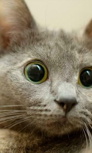 Installing Whit Wonderful HD Live Wallpaper Funny Cats