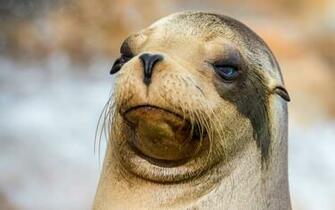 Fantastic HD Sea Lion Wallpaper HDwallsource