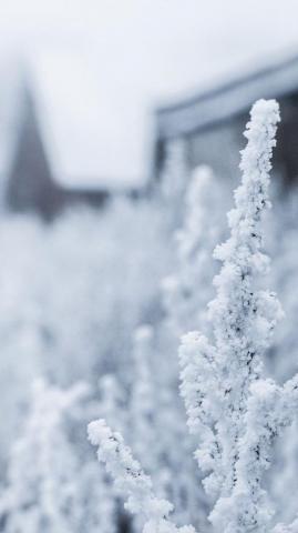 Snow White Winter Flower iPhone Wallpaper