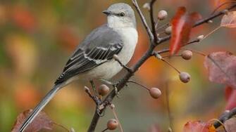 Grey Bird Wallpaper