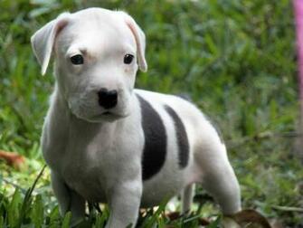 Pitbull Dog Puppy HD Wallpaper Dogs Image