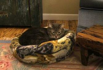 And A Cozy Kitty Primitive Folk Art By Old World Primitives