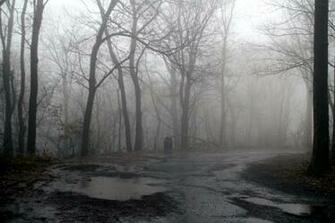 Foggy Forest Background By Twilitesmuse