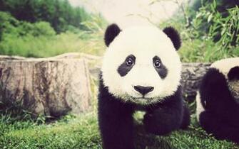Cute Monday Pandas Petite Curiepetite Curie