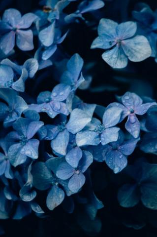Blue Flower Pictures HD Image
