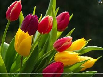 Tulips Wallpaper