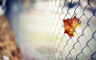Barb Wire Image Wallpaper HD Q0uxgn Araspot