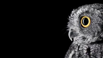 Owl Wallpaper HD High Resolution Net