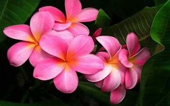 Plumeria Flowers Pink Background Wallpaper13