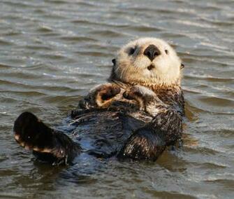 Sea Otter Wallpaper