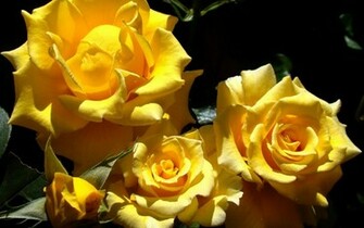 Yellow Roses Wallpaper Jpg