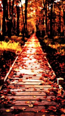 Wallpaper Fall iPhone