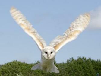 Wallpaper Owl Bird Snowy Arctic