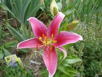 Lily Wallpaper Stargazer