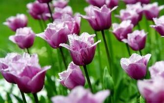 Wallpaper Purpletulips Flowers Desktop Purple Tulips
