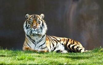 Tiger Wallpaper