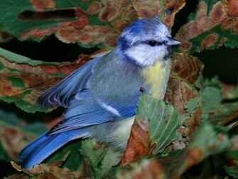 Blue Tit It S So Cute Wallpaper