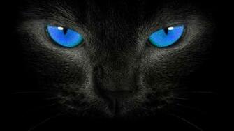 Black Cats HD Wallpaper Beautiful Pictures Amp Image