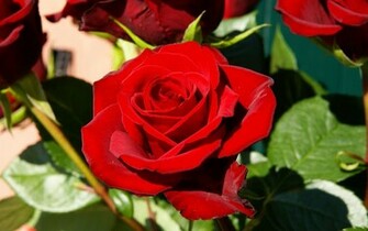 Plog Content Image Es Flower Red Roses Rose Pictures Jpg