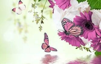Spring Blossom Purple Gerbera Flowers Butterflies Refection