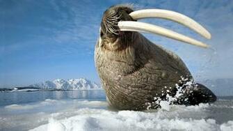 Pk24 Full HD Walrus Pictures Mobile Pc iPhone And More