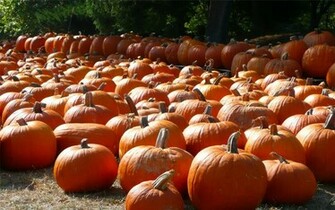 Keywords Pumpkin Wallpaper Desktop