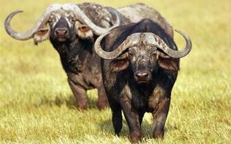 Buffalo HD Wallpaper Background Image