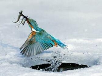 It S HD Animals Funny Wallpaper Amazing Phone