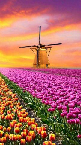Wallpaper iPhone Beautiful Flowers Nature Photography