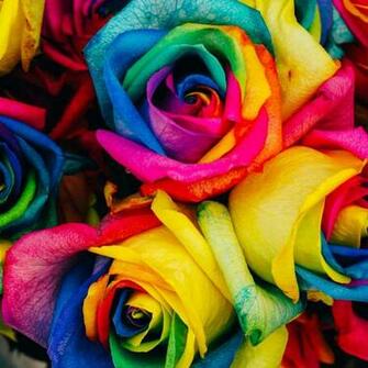 Rainbow Roses Wallpaper