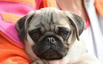 Pug Wallpaper