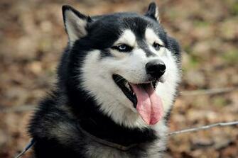 Siberian Husky Snow Dogs HD Wallpaper High