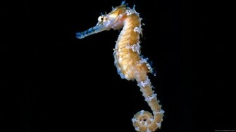 Animal Seahorse Wallpaper