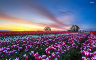 Tulip Fields Wallpaper