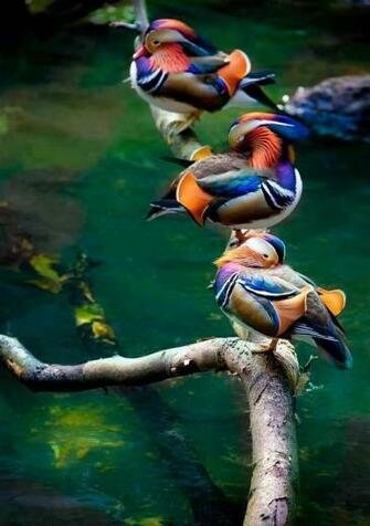 Samsung Mobile Wallpaper Galaxy Grand