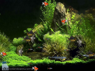 Free download Animated Aquarium Desktop Wallpaper wwwwallpapers in