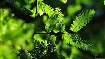Wallpaper HD 1080p Green Beautiful Desktop