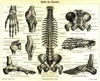 Medicine Anatomy Wallpaper Skeletons