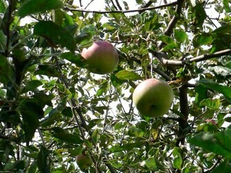 Wallpaper S Apple Tree