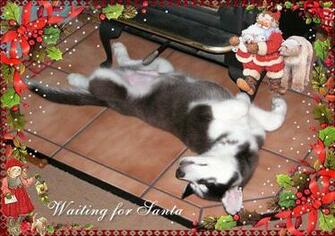 Christmas Siberian Huskies Pictures Of The Month Husky